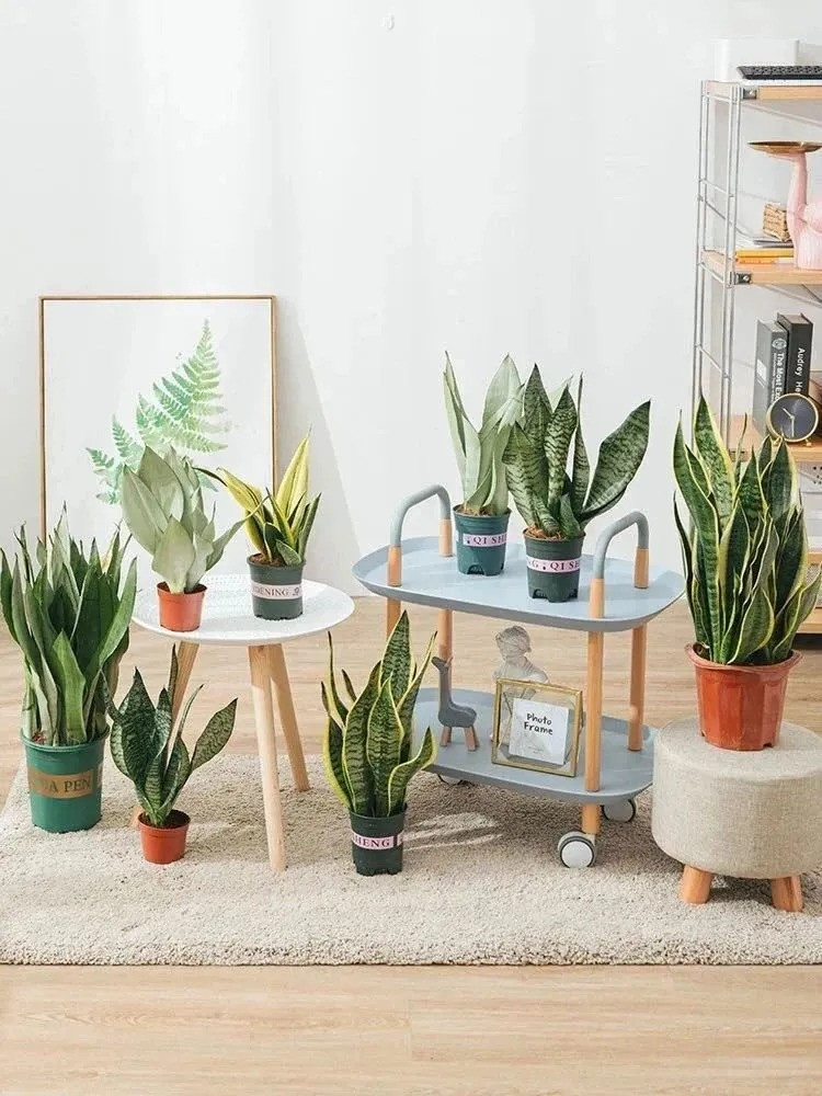  Lưỡi hổ hay còn gọi là cây lưỡi cọp, vĩ hổ, có tên tiếng Anh khá phong phú như Snake plant, mother-in-law plant, mother-in-law's tongue..., trong đó tiếng Anh phổ biến hơn cả là Snake plant (cây rắn).