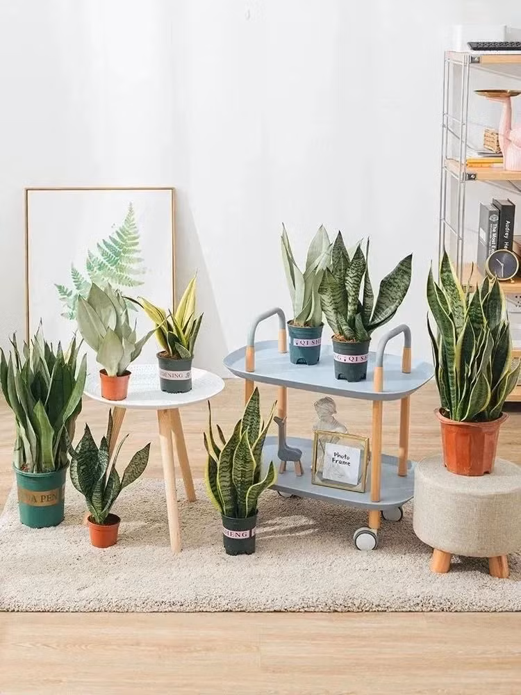  Lưỡi hổ hay còn gọi là cây lưỡi cọp, vĩ hổ, có tên tiếng Anh khá phong phú như Snake plant, mother-in-law plant, mother-in-law's tongue..., trong đó tiếng Anh phổ biến hơn cả là Snake plant (cây rắn).