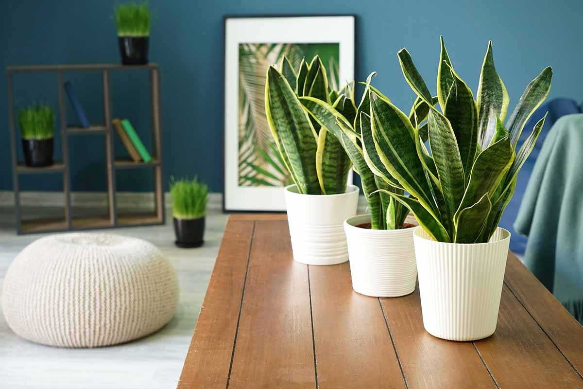  Phải nói rằng lưỡi hổ đã chinh phục được trái tim của hầu hết những người yêu hoa. Những người khôg biết chăm sóc cây cảnh hoặc ít thời gian đều có thể làm bạn với cây cảnh này.