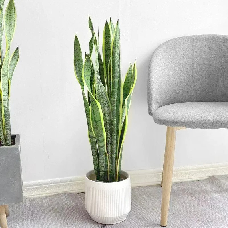  Trong phong thuỷ, cây cảnh này có tác dụng tốt trong việc trừ tà, xua đuổi ma quỷ và chống lại những điều không may mắn trong cuộc sống. Lá cây mọc thẳng đứng thể hiện sự quyết đoán, ý chí tiến lên của con người. Với dáng vẻ uy nghi từ thân đến ngọn của cây là biểu tượng cho sự uy quyền, danh gia vọng tộc. 