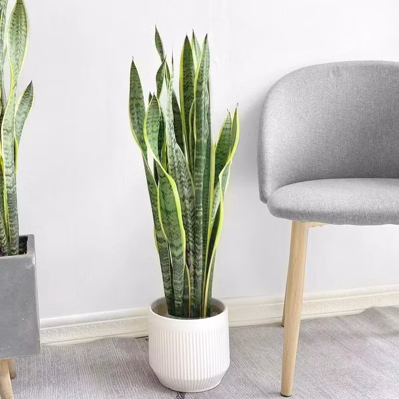  Trong phong thuỷ, cây cảnh này có tác dụng tốt trong việc trừ tà, xua đuổi ma quỷ và chống lại những điều không may mắn trong cuộc sống. Lá cây mọc thẳng đứng thể hiện sự quyết đoán, ý chí tiến lên của con người. Với dáng vẻ uy nghi từ thân đến ngọn của cây là biểu tượng cho sự uy quyền, danh gia vọng tộc. 