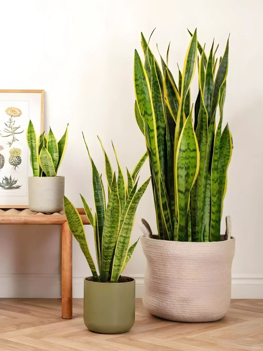  Có lá chỉ có màu xanh vằn vện đơn thuần nhưng có lá có viền vàng rực rỡ, có lá lại như thanh kiếm trần ngọn hoắt vươn thẳng lên trời, có lá dài, mảnh mai nhưng có lá "béo mập". Cây lưỡi hổ khi ra hoa nở thành từng cụm với nhau, mọc từ phần gốc lên và có quả hình tròn. Tuy nhiên, khi trồng trong nhà chúng hiếm khi ra hoa.