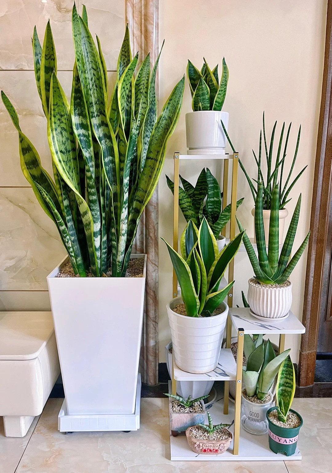 Tên khoa học của nó là Dracaena trifasciata, thuộc chi thực vật có hoa thuộc họ Măng Tây (Asparagaceae), có tên chi cũ là Sansevieria. Lưỡi hổ có nguồn gốc bản địa là châu Phi trước khi chúng trở thành một trong những dòng cây trong nhà phổ biến nhất mọi thời đại tại châu Á. 