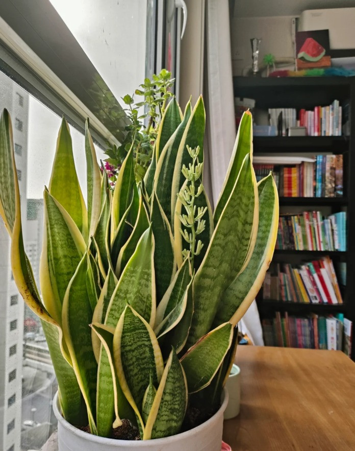  Do cây cảnh này khi trồng trong nhà hiếm khi ra hoa nên theo quan niệm của người xưa, những người trồng cây lưỡi hổ nếu chăm sóc cây ra được hoa sẽ là dấu hiệu của may mắn, tốt lành. Gia chủ có thể sẽ đón những niềm vui trong cuộc sống, làm ăn phát đạt, tài lộc dồi dào. 