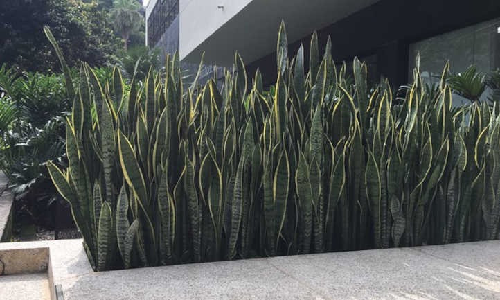 Ưu điểm của cây cảnh lưỡi hổ: Đây thực sự là cây cảnh dành cho những người lười. Nhiều người chỉ cần tưới nước khi cây khô cạn là nó có thể phát triển từ một chậu nhỏ thành cây cao lớn, đồng thời mọc lên các nhánh mới, chẳng mấy chốc mà thành bụi cây um tùm. Bạn mua 1 chậu, năm sau có thể chia làm 2 chậu. 