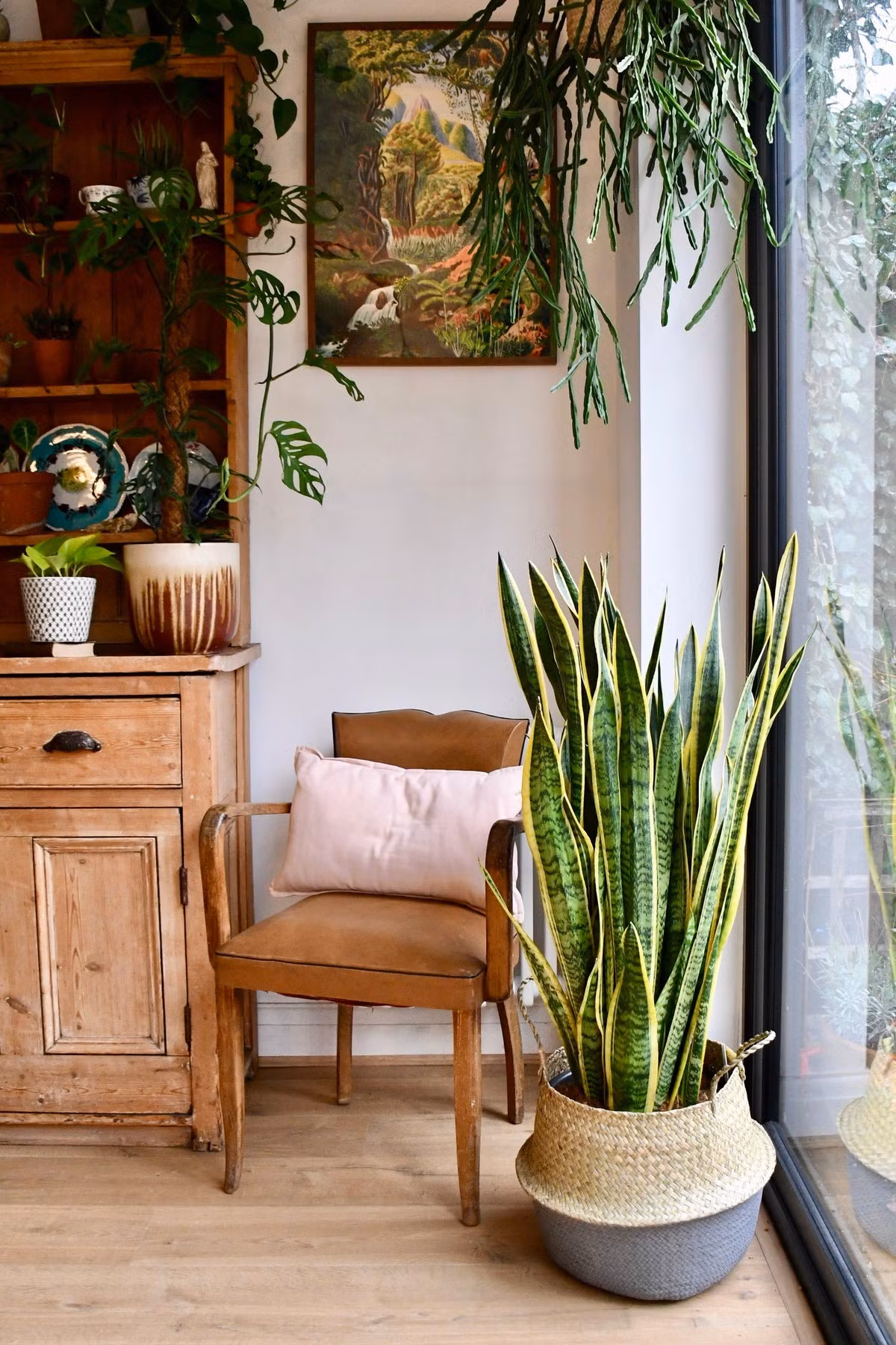 Nhiều người khi làm việc cả ngày tại văn phòng, thường có xu hướng mệt mỏi, căng thẳng. Cây lưỡi hổ sẽ giúp giải tỏa đi áp lực công việc tạo màu sắc mới cũng như cảm giác thư thái.