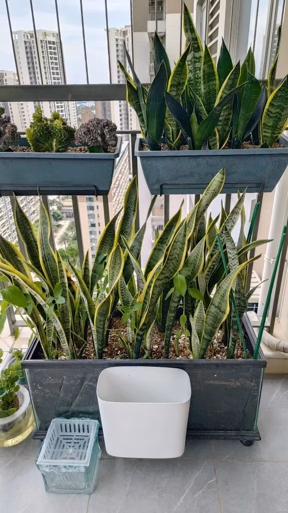  Điều đáng nể ở cây cảnh lưỡi hổ chính là kả năng thanh lọc không khí của chúng. Cây cảnh này là chuyên gia hàng đầu trong việc thanh lọc không khí. Theo nghiên cứu không khí sạch NASA, lưỡi hổ có khả năng loại bỏ đến 107 khí độc bao gồm cả 4 độc tố chính là trichloroethylene, formaldehyde, benzen và xylen. 