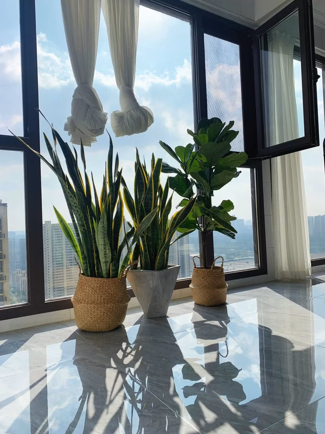  Đáng nói, chi này có hơn 70 loài thực vật khác nhau. Bạn có thể tìm thấy các loài phổ biến như lưỡi hổ cọp, hay cây lưỡi hổ Thái, lưỡi hổ xanh, lưỡi hổ ngà voi, lưỡi hổ nanh heo, lưỡi mèo...