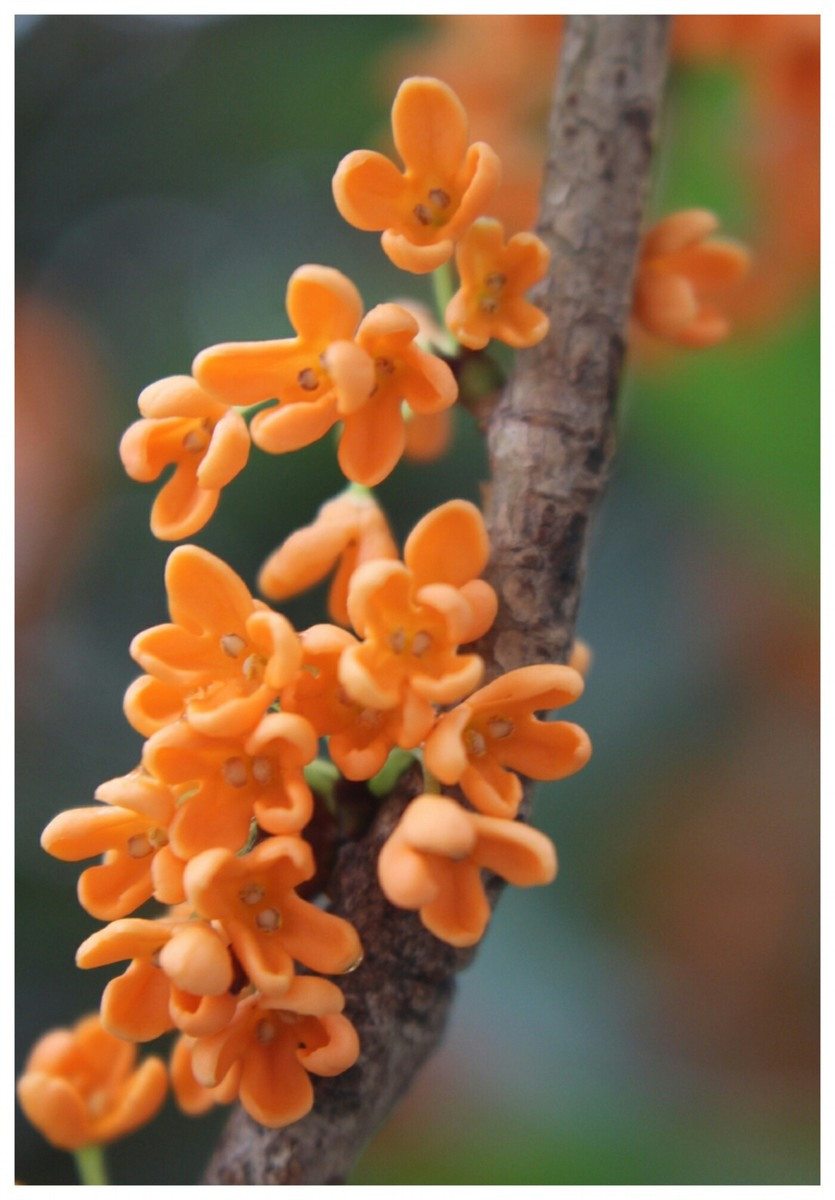 Tháng 10 này chính là mùa hoa mộc hương nở rộ. Những bông hoa vàng ươm dày đặc, nặng trĩu ở trên cành, thả xuống mắt đất những cơn mưa hoa thơm ngào ngạt.Ảnh minh họa Toutiao 