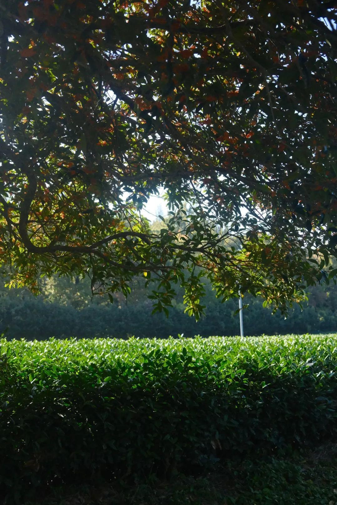  Những bông hoa mỏng manh và xinh đẹp đang nở trên cành, tỏa ra sức quyến rũ vô hạn. Người đi ngang qua say sưa với hương thơm và muốn tiếp tục hít thở không khí ngọt ngào, giống như một người thân yêu ở bên cạnh, mãi không chán.Ảnh minh họa Toutiao 