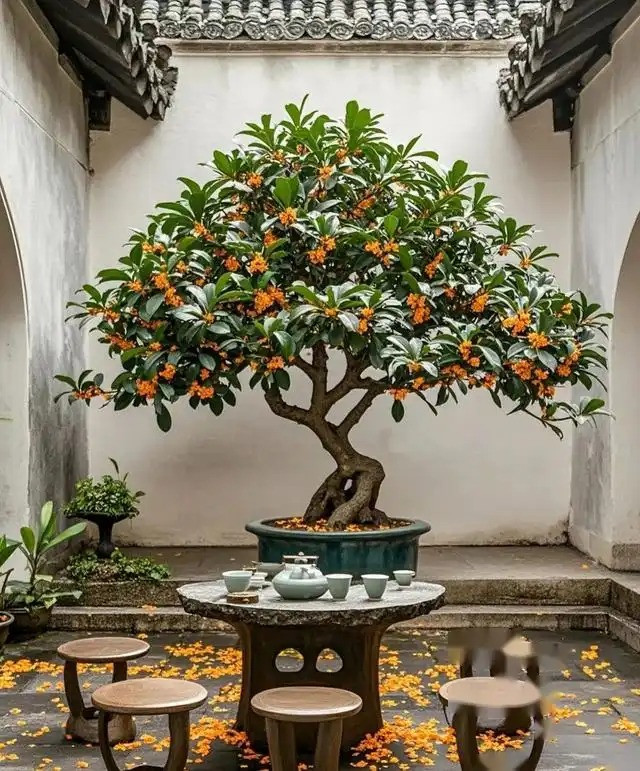  4. Thành công nhanh chóng: Hoa mộc hương có mùi thơm ngọt ngào mang ý nghĩa thành công nhanh chóng, tượng trưng cho sự tiến bộ trong học tập và thăng tiến, đồng thời cũng có nghĩa là sự nghiệp chính thức suôn sẻ. Ảnh minh họa Toutiao 