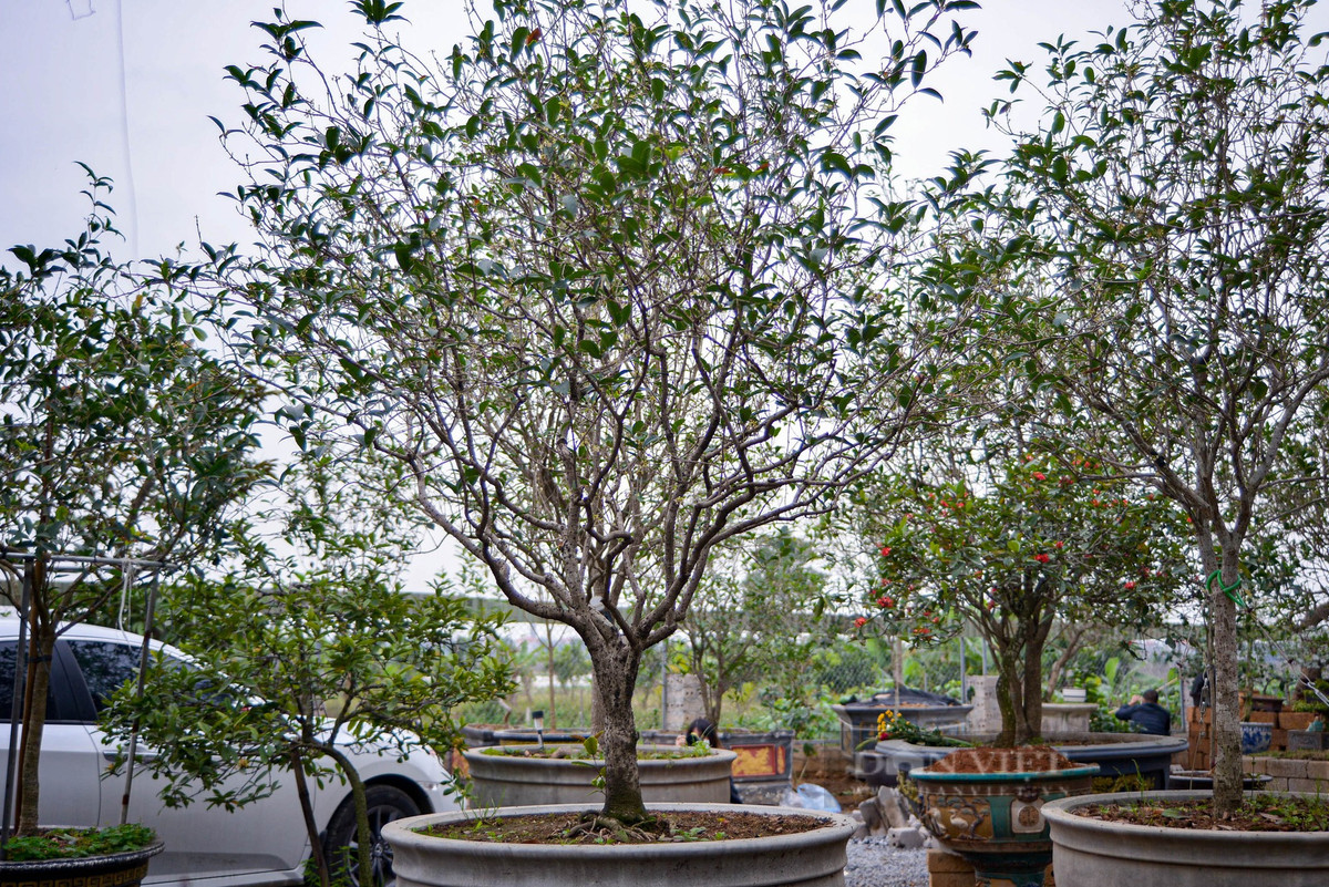  Cho đến nay, chúng vẫn là cây mộc hương đắt nhất Việt Nam, chưa có cây mộc hương nào vượt qua được giá thành này. Cây cảnh mộc hương còn gọi là mộc tê, quế hoa, hoa mộc (tên tiếng Anh là Osmanthus fragrans) có hương thơm ngào ngạt, quanh năm xanh tốt. (Vườn mộc hương quý hiếm của anh Nguyễn Thái Hoàng, xã Phúc Thọ, TP. Hà Nội. Ảnh Viết Niệm) 