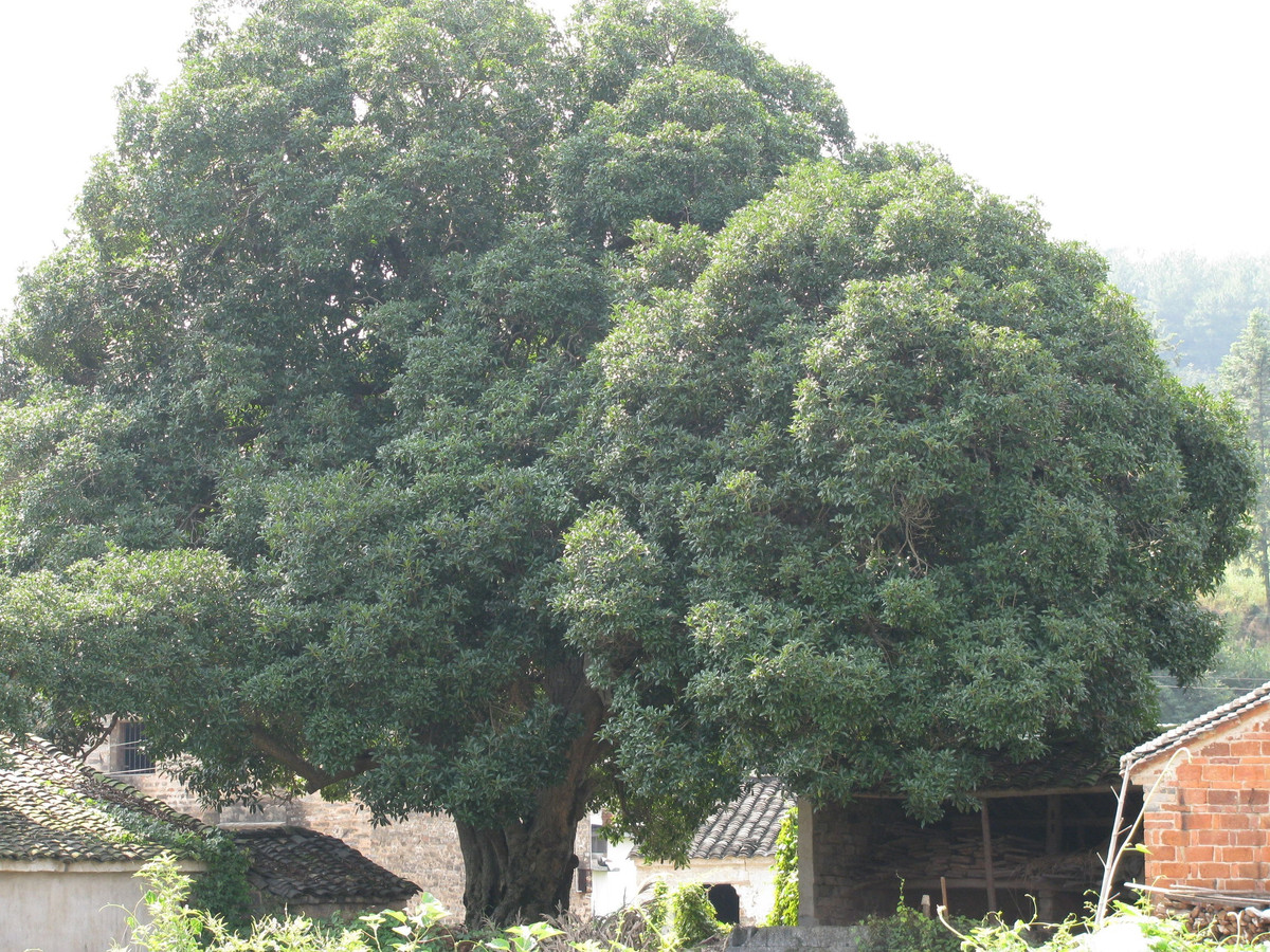 Hoa mộc hương còn được dùng làm trà, ủ rượu, làm bánh nên càng được mọi người yêu thích. Cây cảnh dân dã này không cần phải chăm sóc khi trồng ngoài trời. Chúng có tuổi thọ hàng trăm năm, có ý nghĩa phong thủy tốt lành. Ảnh minh họa Toutiao