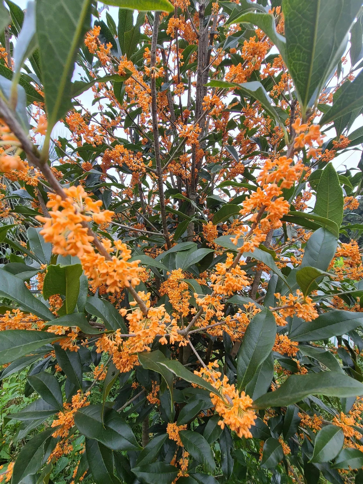  3. Tình yêu ngọt ngào: Hoa mộc hương thường nở từ tháng 8 đến tháng 9 vào mỗi mùa thu. Khi hoa nở sẽ tỏa ra mùi thơm ngọt ngào, sảng khoái, sảng khoái như gợi nhớ đến tình yêu ngọt ngào. 