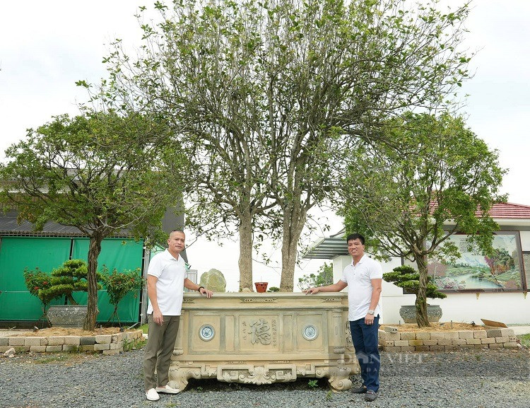  Cặp “mộc Hương huynh đệ” cũng sở hữu ngoại hình hoàn hảo, đẹp từ thân, lá, răm lại đan vào nhau, sống với nhau từ bé, cùng chung một bầu đất. Chúng không chỉ là cây mộc hương đắt nhất Việt Nam mà còn là cặp mộc hương duy nhất, độc nhất và kỳ lạ nhất.Ảnh Thanh Thúy