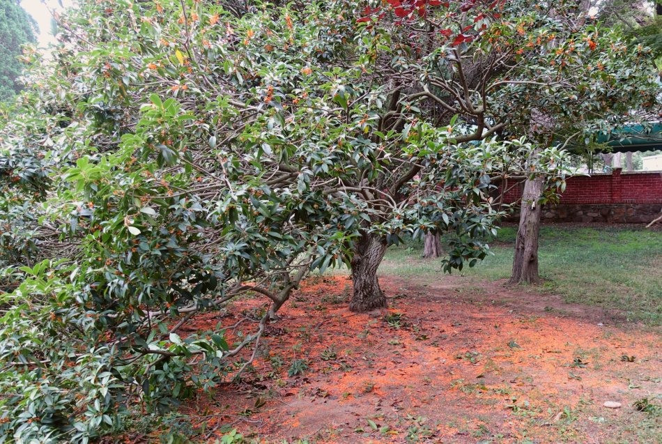  Hoa mộc hương nở rộ trên cây giống như sự đến của hạnh phúc, thể hiện vẻ đẹp của nó với mọi người, truyền hương thơm của hoa đến mọi người, mang lại hạnh phúc và niềm vui cho con người. Ảnh minh họa Toutiao