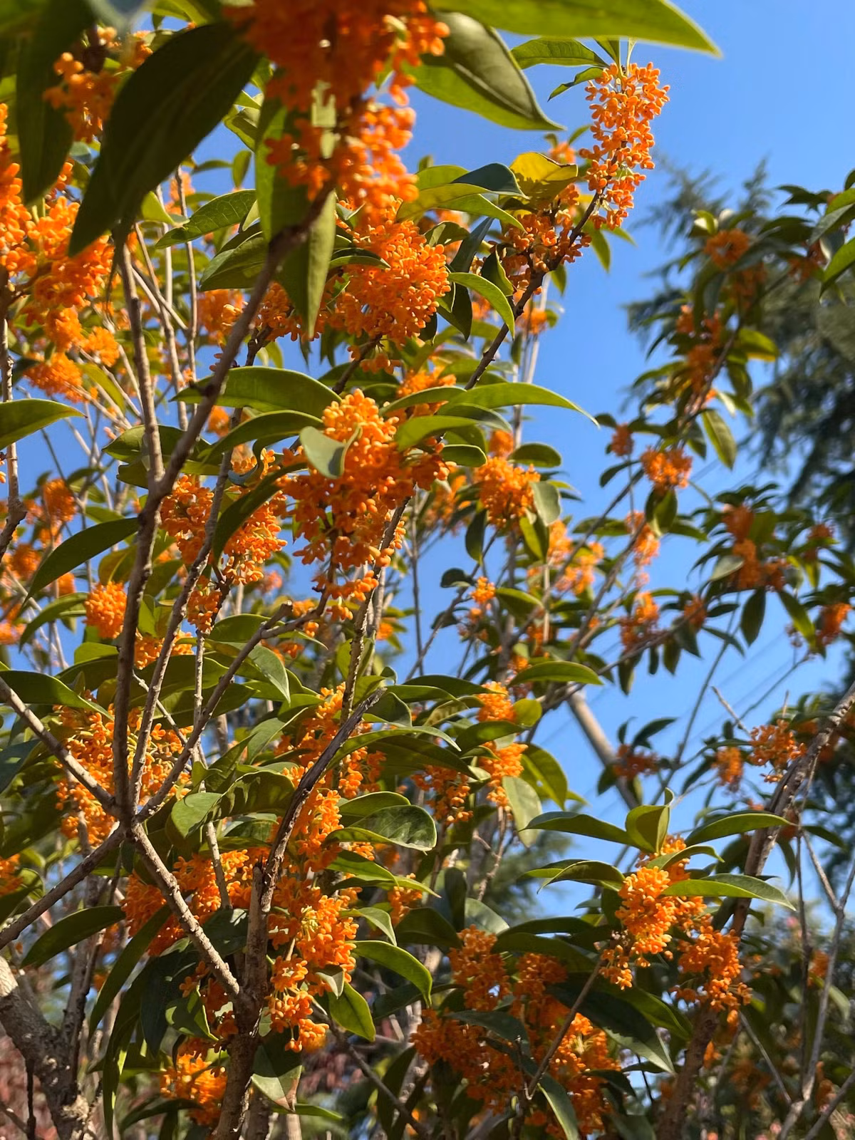 Mộc hương không chỉ mang vẻ đẹp ngọt ngào, thơm phức mà còn có ý nghĩa rất sâu sắc trong đời sống. Chúng gắn bó với tuổi thơ, với quê hương của chúng ta. Ảnh minh họa Toutiao 