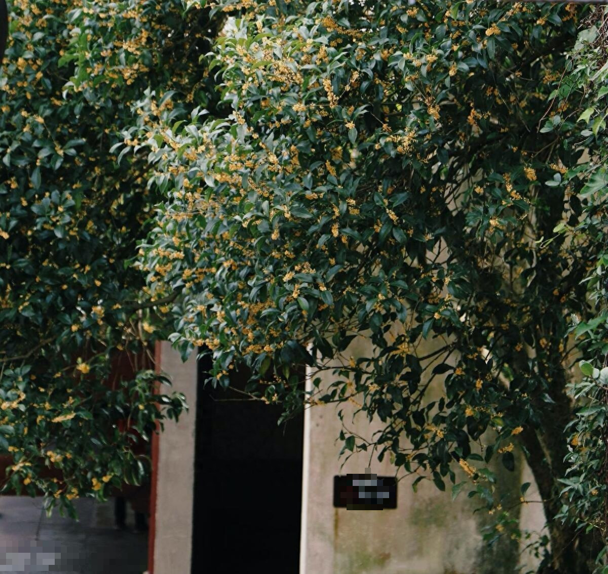  5. Tượng trưng cho lòng trung thành: Mộc hương được cho là loài hoa cao quý, đại diện cho sự thánh thiện, trong sáng và đáng ngưỡng mộ của một con người. Ảnh minh họa Toutiao 