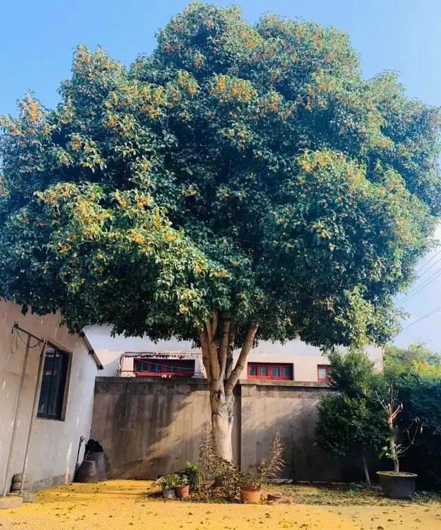  Nhân dịp lễ tình nhân hoặc các lễ hội đặc biệt, bạn có thể tặng cây mộc hương cho người con gái mình yêu để bày tỏ tình cảm. Hương thơm của mộc hương thật dễ chịu. Mỗi khi mộc hương nở hoa, từ xa có thể ngửi thấy hương thơm nồng nàn của nó, mang đến cho người ta cảm giác ngọt ngào say đắm.Ảnh minh họa Toutiao 