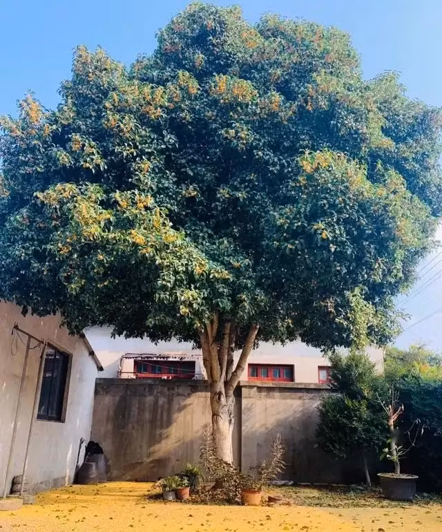  Nhân dịp lễ tình nhân hoặc các lễ hội đặc biệt, bạn có thể tặng cây mộc hương cho người con gái mình yêu để bày tỏ tình cảm. Hương thơm của mộc hương thật dễ chịu. Mỗi khi mộc hương nở hoa, từ xa có thể ngửi thấy hương thơm nồng nàn của nó, mang đến cho người ta cảm giác ngọt ngào say đắm.Ảnh minh họa Toutiao 