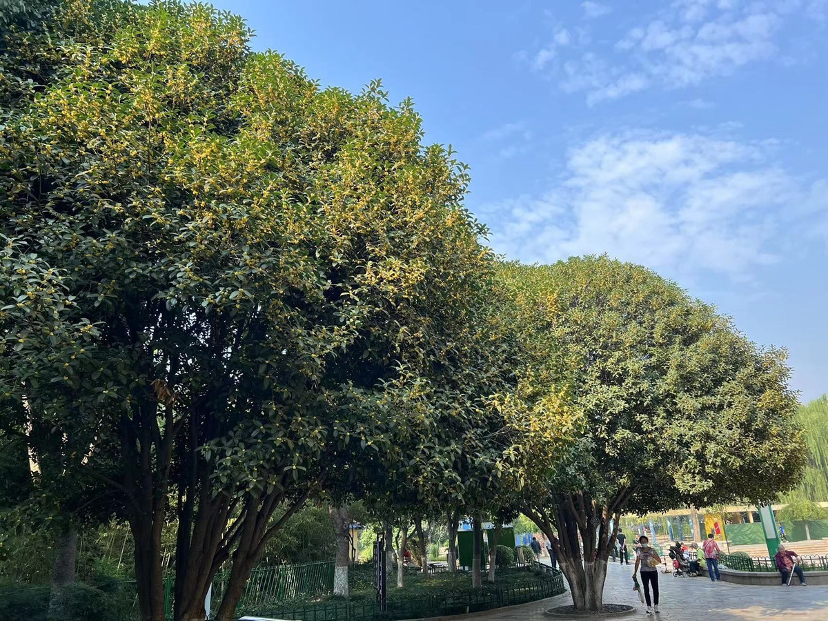 Vì vậy, loài hoa này tượng trưng cho điều tốt lành, may mắn. Vàng là biểu tượng của niềm vui thu hoạch và chiến thắng và hoa mộc hương mang màu vàng rực rỡ. Mộc hương có dáng vẻ quý phái, trang nhã, tinh tế, hương hoa tươi mát dễ chịu nên được mọi người trong cuộc sống vô cùng yêu thích. Ảnh minh họa Toutiao 