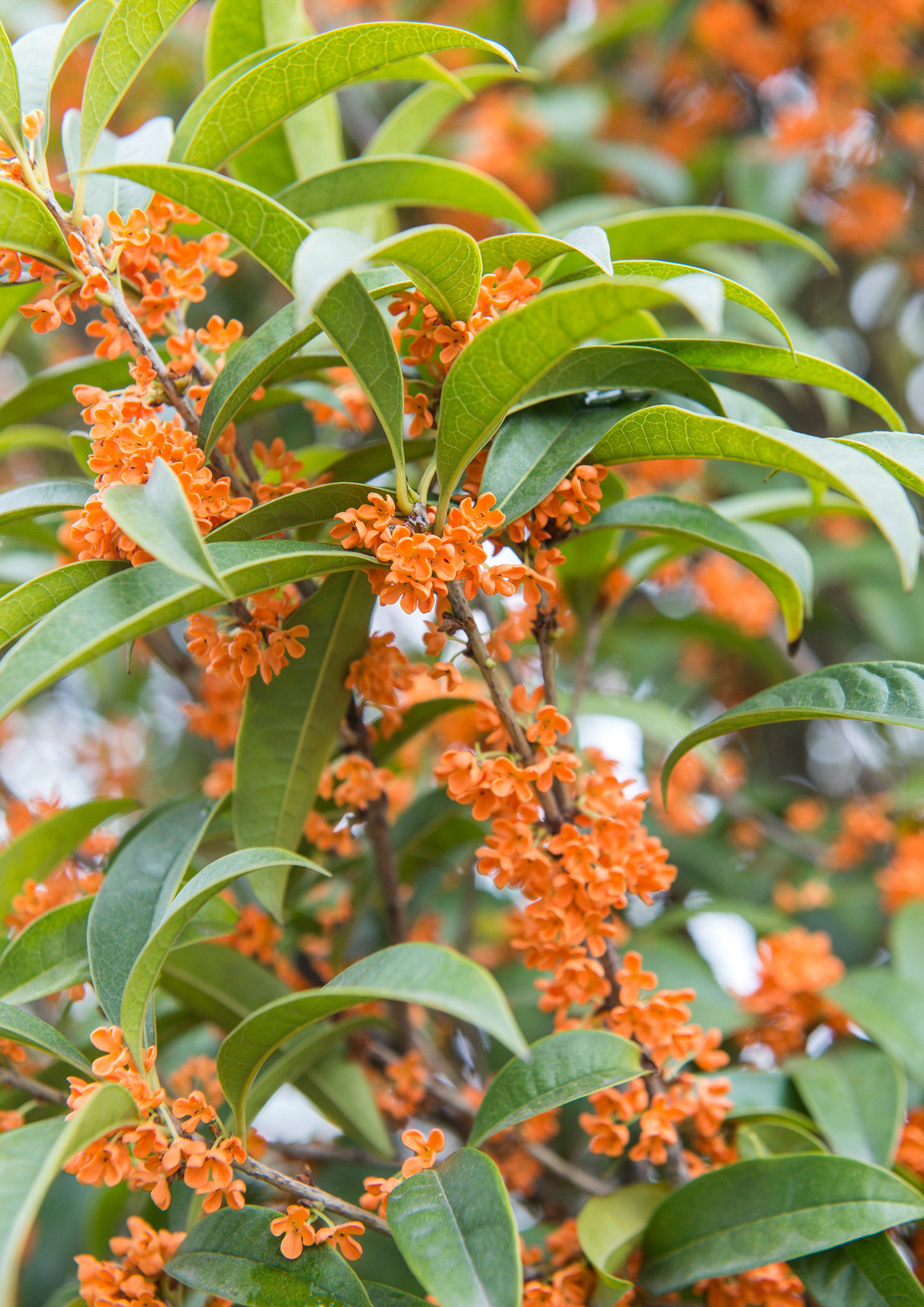  Bạn có thể đặt chậu hoa mộc hương trong phòng khách để cầu chúc gia đình mình cuộc sống êm đềm, hạnh phúc. Bạn cũng có thể trồng mộc hương ngoài sân nhà với hy vọng mang lại may mắn cho gia đình. Hoa mộc hương nở vào mùa thu, là mùa thu hoạch. Vì vậy, loài hoa này tượng trưng cho mùa màng bội thu, tài lộc viên mãn. Ảnh minh họa Toutiao 