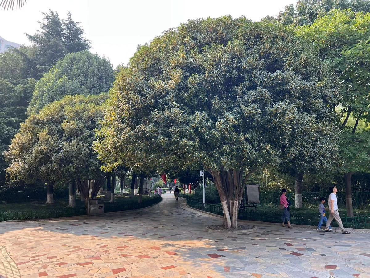  Mộc hương là cây cảnh quen thuộc đối với các gia đình ở nông thôn xưa. Các bác nông dân thích trồng trước nhà 1-2 bụi mộc hương để làm đẹp cho ngôi nhà và tận hưởng mùi hương hoa nồng đượm vào mùa thu.Ảnh minh họa Toutiao