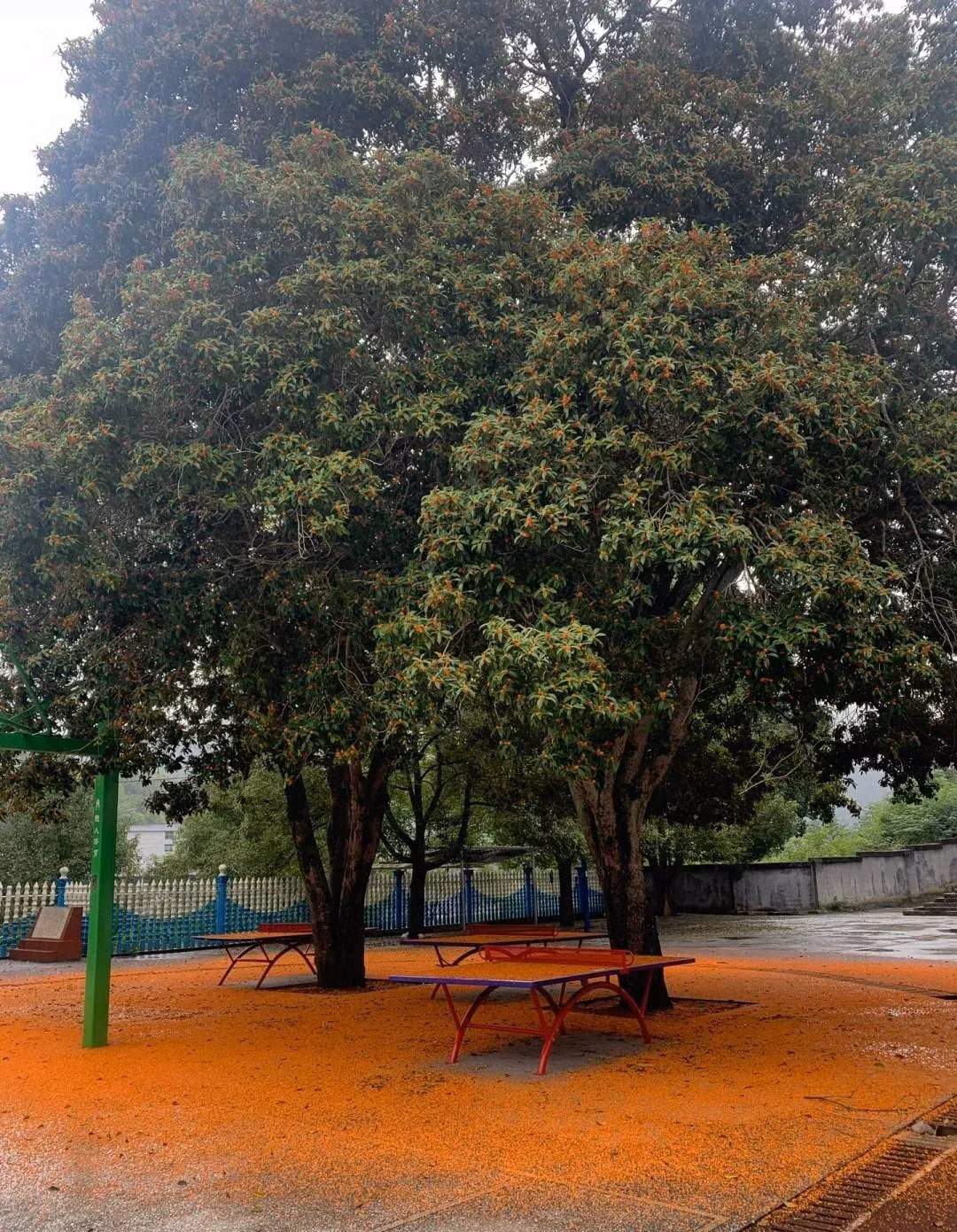  Một cơn gió mùa thu thổi qua, mang theo một chút hương thơm ngọt ngào. Đó là mùi hương đẹp đẽ trong ký ức của nhiều người. Cây mộc hương rất đẹp, cành và lá xum xuê, xanh tươi quanh năm. Vào mùa thu vàng, hoa vàng sẽ nở rộ, tỏa ra hương thơm sảng khoái. Ảnh minh họa Toutiao 