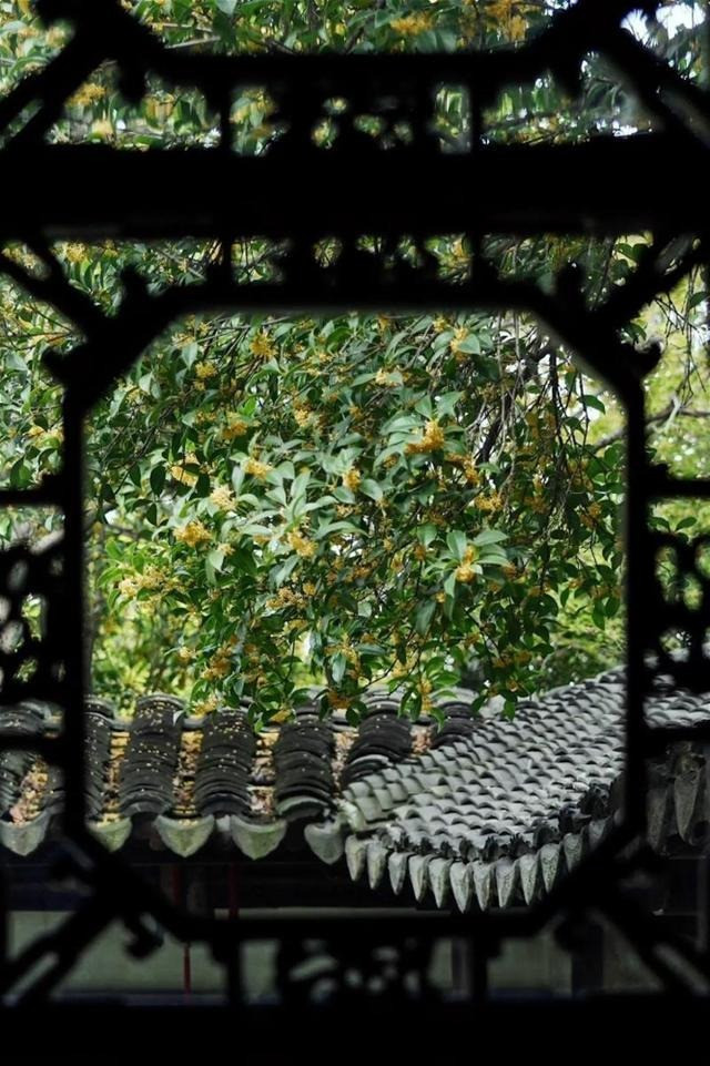  1. Chúc may mắn và giàu có: Mộc hương có khả năng trang trí cao và hương thơm của hoa trải dài hàng dặm trong thời kỳ nở hoa. Khi hoa nở rộ, những cây hoa quế có hương thơm ngọt ngào mang ý nghĩa may mắn, hạnh phúc cho chúng ta và mọi người. Ảnh minh họa Toutiao 