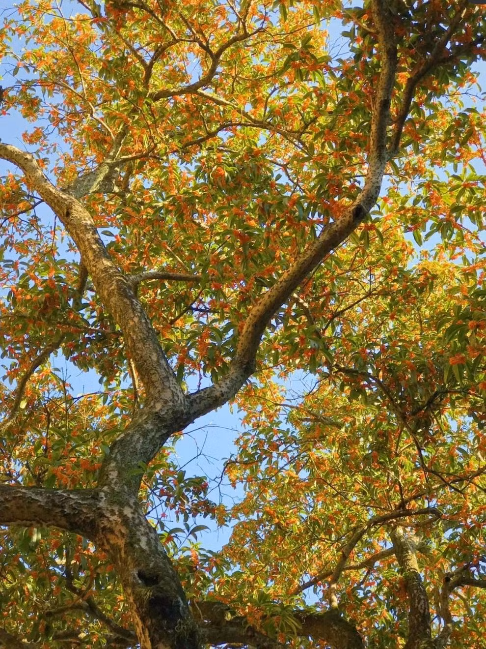  Ngày xưa, hoa mộc hương, mùi hoa mộc hương chính là một trong nhưng biểu tượng của mùa thu. Thu đến - hoa mộc hương nở rộ và ngửi thấy mùi hoa mộc hương có nghĩa là mùa thu đã đến. Ảnh minh họa Toutiao