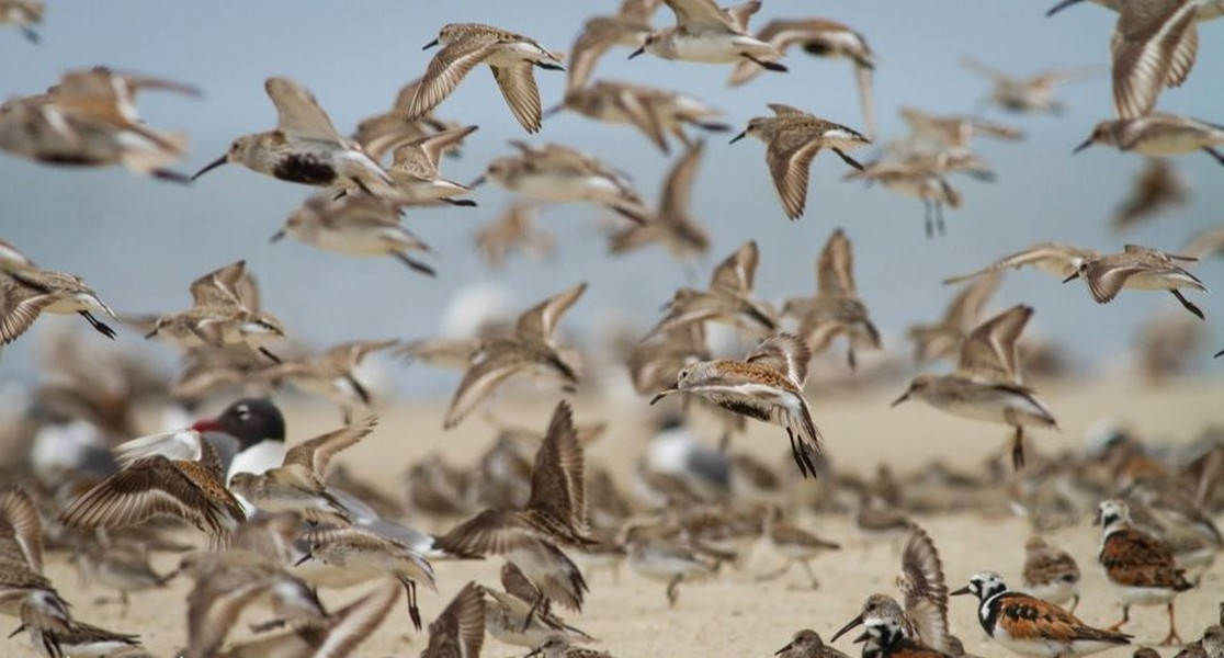 Chim Calidris Pusilla: Đây là loài chim biển rất nhỏ có khả năng bay xa. Trong mùa đông, loài chim này di chuyển đến miền nam nước Mỹ từ Canada. Chúng thường bay theo đàn lớn lên đến hàng nghìn con và sẽ quay trở lại nơi xuất phát vào giữa tháng 5.