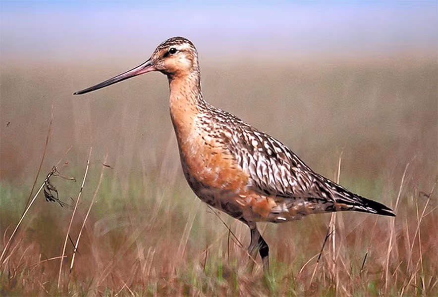 Choắt mỏ thẳng đuôi vằn: Quãng đường di cư khứ hồi trung bình: 29.000km. Choắt mỏ thẳng đuôi vằn là loài chim lội nước di cư ấn tượng. Sinh sản ở vùng ven biển Bắc Cực và lãnh nguyên từ Scandinavia tới Alaska, loài chim này thực hiện một trong những chuyến bay không ngừng nghỉ dài nhất trong vương quốc động vật để di cư. Chuyến di cư bao gồm bay từ nơi sinh sản ở Bắc Cực tới vùng ven biển ở khu vực ôn đới và nhiệt đới thuộc Australia và New Zealand.