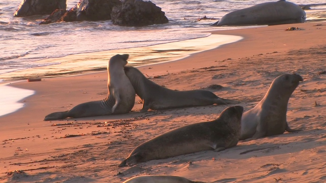 Hải tượng phương bắc: Hải tượng phương bắc sống ở bờ biển California, là loài vật có đường di cư lớn thứ hai trong số các động vật có vú, với quãng đường 21.000 km mỗi năm. Giống như các động vật di cư khác, hải tượng phương bắc cũng sử dụng từ trường để đi chính xác con đường của mình.