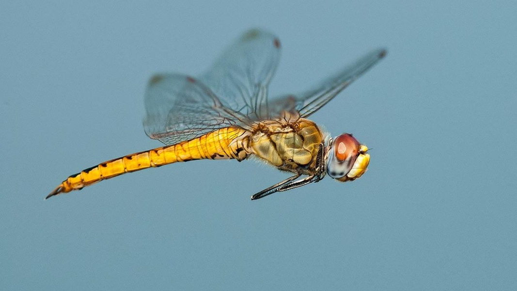 Chuồn chuồn ngô: Cuộc di cư của chuồn chuồn ngô được coi là lớn nhất và dài nhất trong thế giới côn trùng. Quãng đường lên đến 17.000 km. Có 5.200 giống chuồn chuồn khác nhau trên thế giới, 50 giống trong số ấy thực hiện di cư xuống phương nam trong mùa đông.