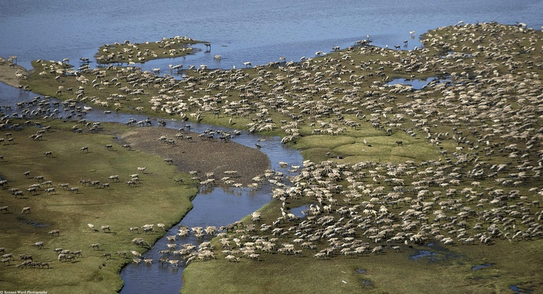 Tuần lộc: Cuộc di cư của tuần lộc về phía nam nhằm mục đích tìm thức ăn và tránh rét. Chúng sẽ dành cả mùa hè ở những cánh đồng cỏ rộng lớn. Tuần lộc tạo thành đàn lớn lên đến 50.000 con, di chuyển khoảng 70 km trong một ngày. Tổng quãng đường tới 5.000 km.