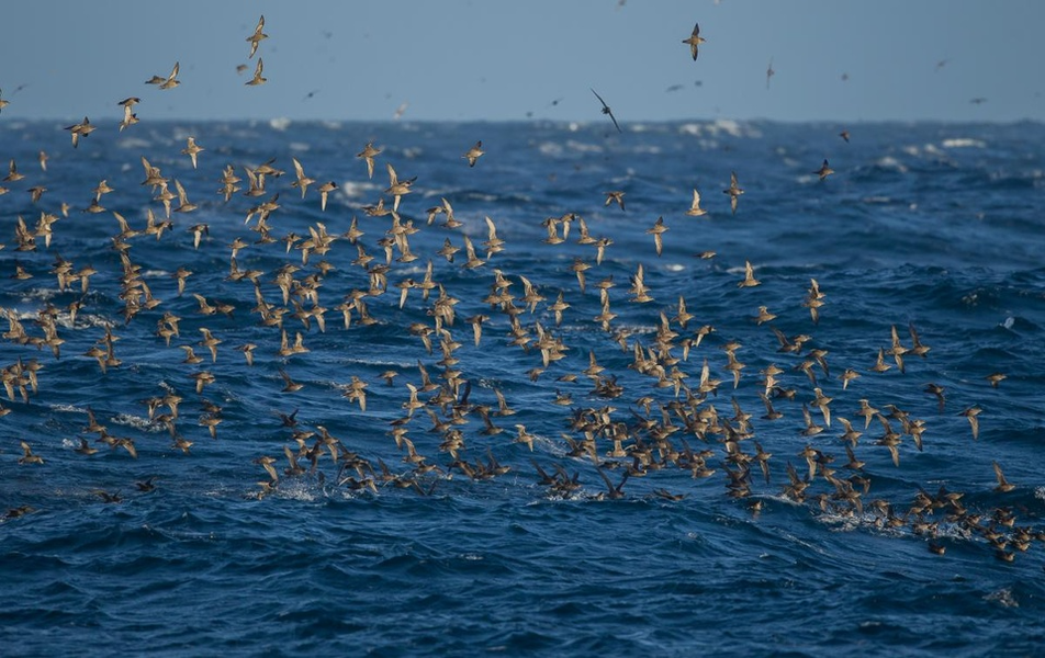 Chim hải âu bồ hóng: Đây là loài giữ danh hiệu loài chim di cư dài thứ hai trên thế giới, với quãng đường là 65.000 km mỗi năm. Trong mùa hè, loài chim này sống và sinh sản ở New Zealand. Vào đầu mùa đông, chúng di cư đến vùng Thái Bình Dương để tìm thức ăn. Mất khoảng 200 ngày để loài hải âu bồ hóng hoàn thành hành trình di cư của mình.