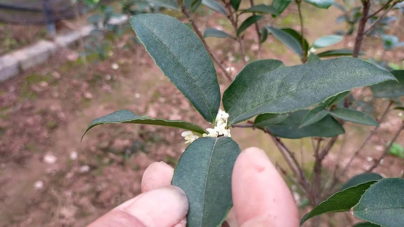  Nhiều gia đình trồng cây cảnh mộc hương trước cổng nhà, sân trước để mang may mắn, tài lộc đến cho gia đình. Theo phong thủy, mọi người nên trồng 2 cây đối xứng trước cửa nhà, tượng trưng cho tài lộc dồi dào, viên mãn.
