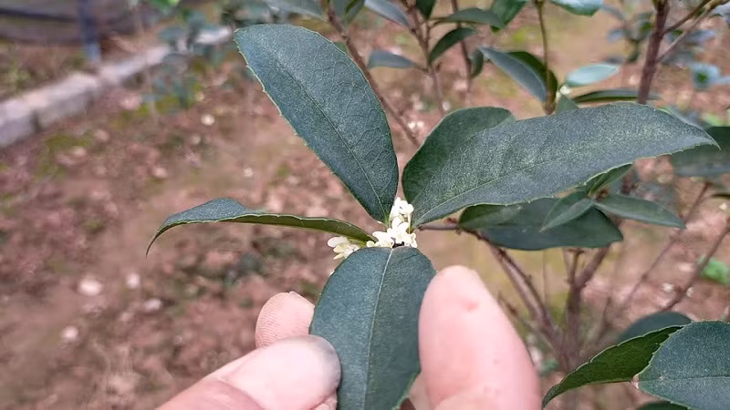  Nhiều gia đình trồng cây cảnh mộc hương trước cổng nhà, sân trước để mang may mắn, tài lộc đến cho gia đình. Theo phong thủy, mọi người nên trồng 2 cây đối xứng trước cửa nhà, tượng trưng cho tài lộc dồi dào, viên mãn.