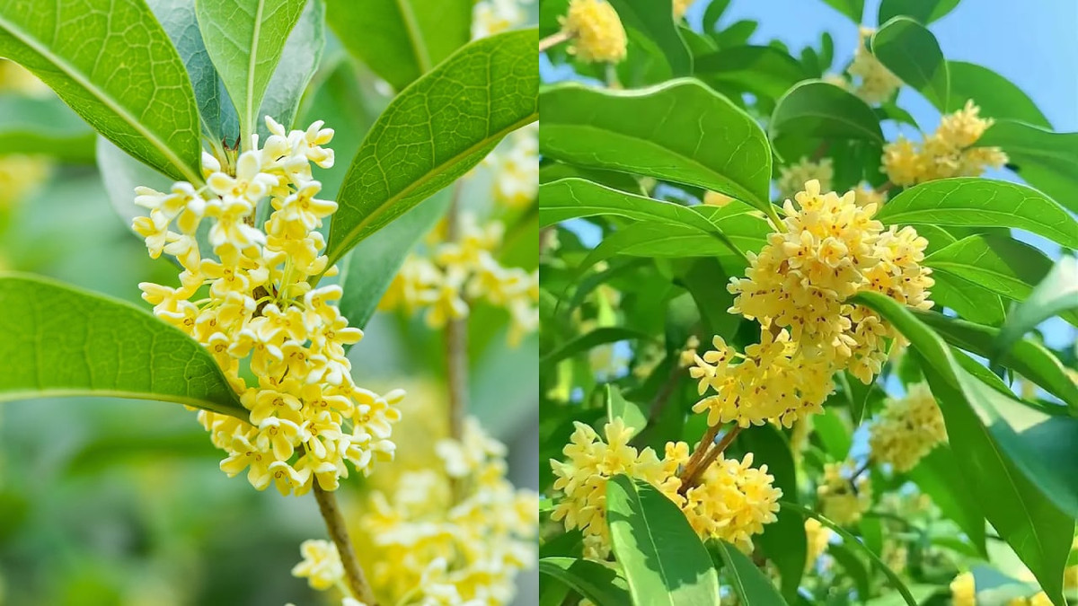 Vì thế, người xưa còn có câu: "Mộc hương trồng trước nhà, quý nhân vào trong cửa" xuất phát từ chính cái tên của nó. Mộc hương còn là cây phong thủy được ưa thích. Cây cảnh này tượng trưng cho may mắn, tài lộc, phù hợp trồng ở sân hoặc trong nhà. 