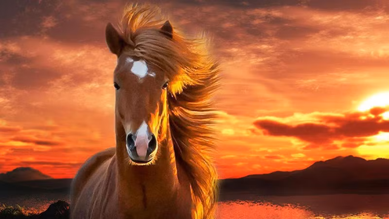  3 tháng cuối năm sẽ là giai đoạn quan trọng để họ đẩy nhanh tiến độ. Đối với con giáp tuổi Ngọ, điều quan trọng là phải duy trì thái độ tích cực và không bao giờ dễ dàng bỏ cuộc khi gặp thử thách trong công việc.