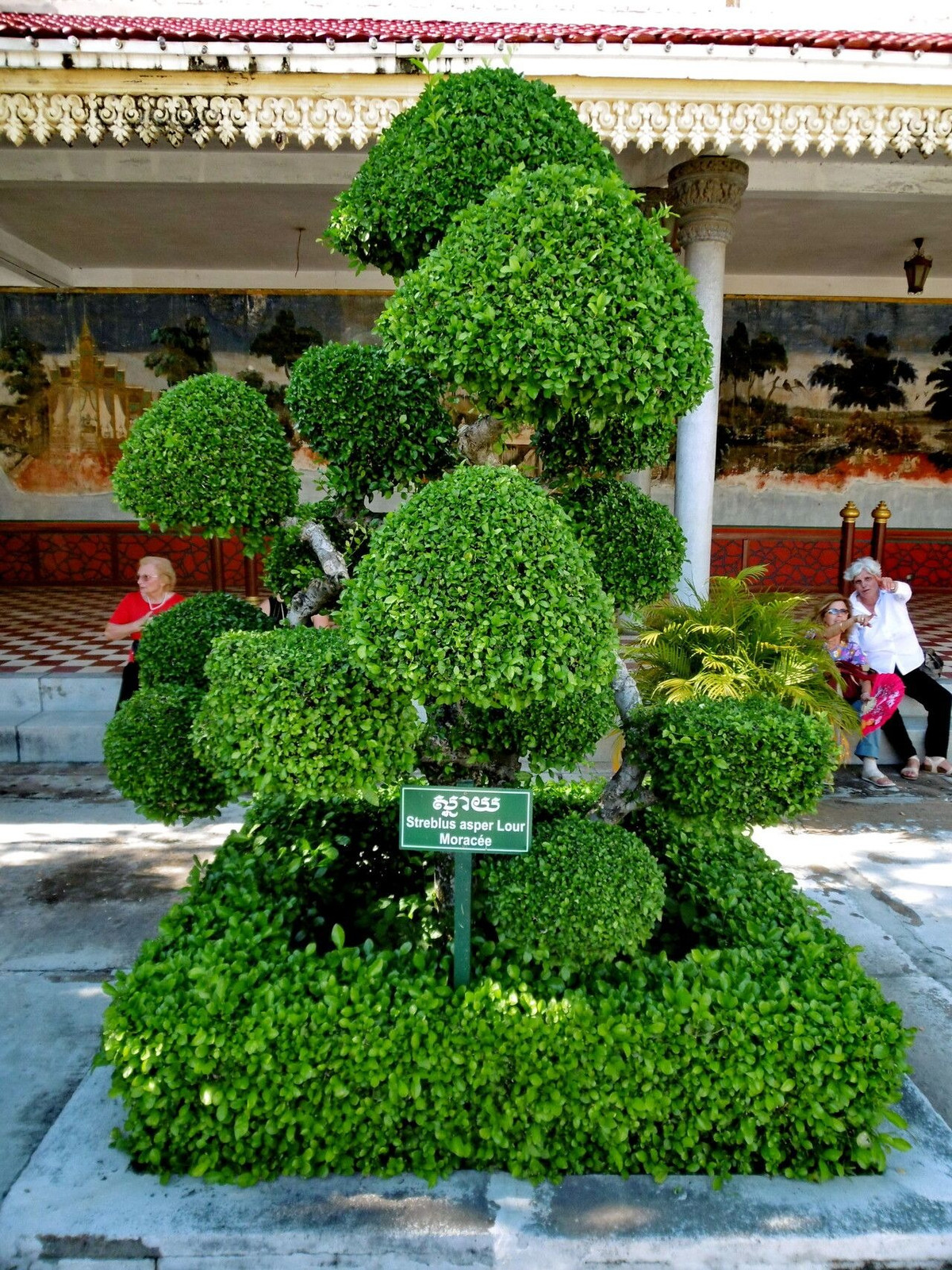 Lá cây có hình trứng, màu xanh đậm, kích thước khoảng 15 – 35mm rộng và 2 – 7cm dài. Bề mặt lá nhám, viền mép có răng cưa nhỏ, khá sắc nhọn, có thể cào xước tay nếu bạn không cẩn thận. Hoa nở vào tháng 1-3. Hoa có 2 hoa đực và hoa cái riêng biệt. Trong tháng 4 và tháng 5, cây cho ra những quả hạch lớn mọng nước. Ảnh minh họa plantnet 