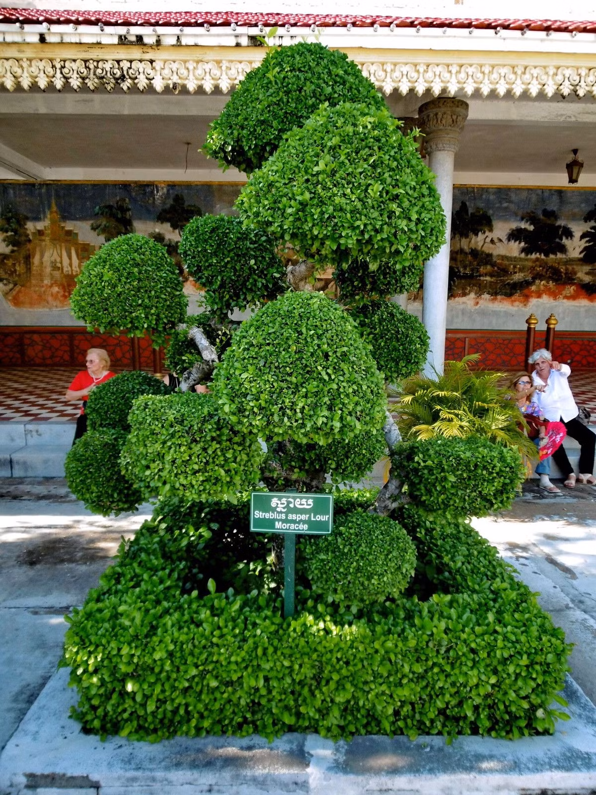 Lá cây có hình trứng, màu xanh đậm, kích thước khoảng 15 – 35mm rộng và 2 – 7cm dài. Bề mặt lá nhám, viền mép có răng cưa nhỏ, khá sắc nhọn, có thể cào xước tay nếu bạn không cẩn thận. Hoa nở vào tháng 1-3. Hoa có 2 hoa đực và hoa cái riêng biệt. Trong tháng 4 và tháng 5, cây cho ra những quả hạch lớn mọng nước. Ảnh minh họa plantnet 