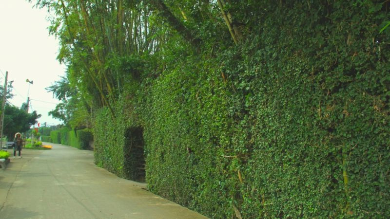  Cây duối là cây dại, cây bờ rào quen thuộc ở nông thôn. Bạn có thể bắt gặp chúng ở khắp nơi, đặc biệt là các bãi đất hoang. Lá duối nháp, sắc nhọn, thân cây dày đặc, chắc chắn nên nhiều nhà dùng duối làm hàng rào. Những bờ rào duối tươi xanh quanh năm, bảo vệ gia đình khỏi kẻ trộm và những người muốn nhòm ngó vào bên trong. 