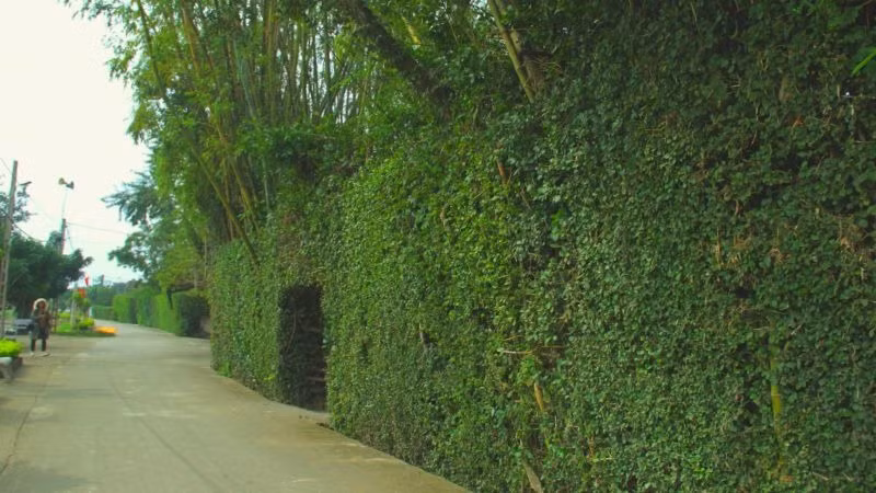  Cây duối là cây dại, cây bờ rào quen thuộc ở nông thôn. Bạn có thể bắt gặp chúng ở khắp nơi, đặc biệt là các bãi đất hoang. Lá duối nháp, sắc nhọn, thân cây dày đặc, chắc chắn nên nhiều nhà dùng duối làm hàng rào. Những bờ rào duối tươi xanh quanh năm, bảo vệ gia đình khỏi kẻ trộm và những người muốn nhòm ngó vào bên trong. 