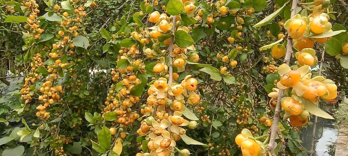  Đặc biệt, những trái duối vàng ươm, ngon ngọt là món quà vặt tuổi thơ vô cùng đáng nhớ trong ký ức của mỗi người. Đi qua cây duối có quả vàng, mỗi đứa trẻ đểu nghển cổ, vít cành để vặt những quả duối như hạt ngô đưa vào miệng. Rất ngọt ngào và đầy lưu luyến. Ảnh minh họa plantnet 