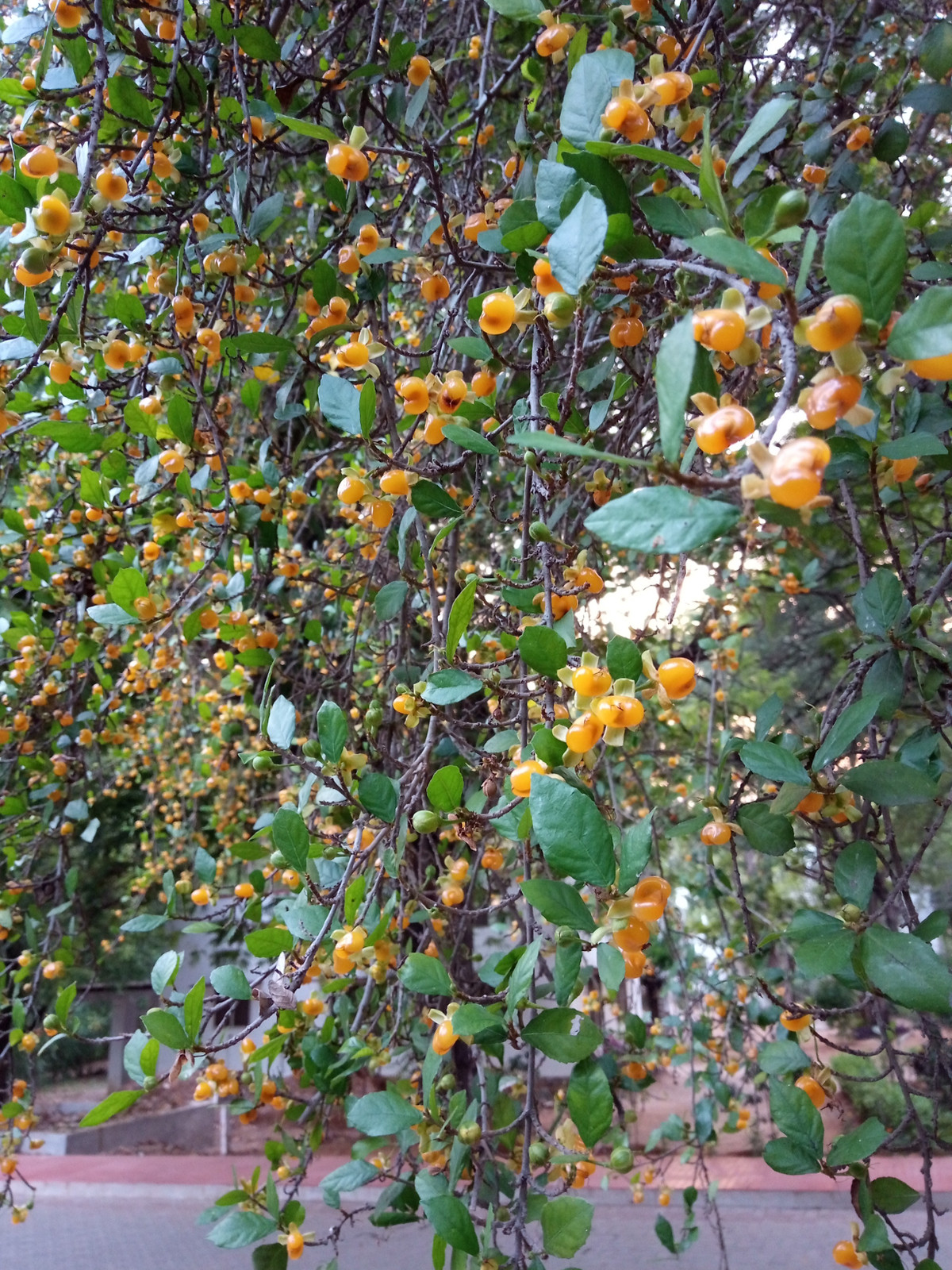  Mặt khác, cây duối còn cho gỗ để làm thành đồ dùng, dụng cụ. Người dân thường dùng gỗ duối làm nhà, làm cán dao, cán quốc, xẻng,... Loài cây này xuất hiện rất nhiều trong cuộc sống của người dân. Ảnh minh họa indiabiodiversity