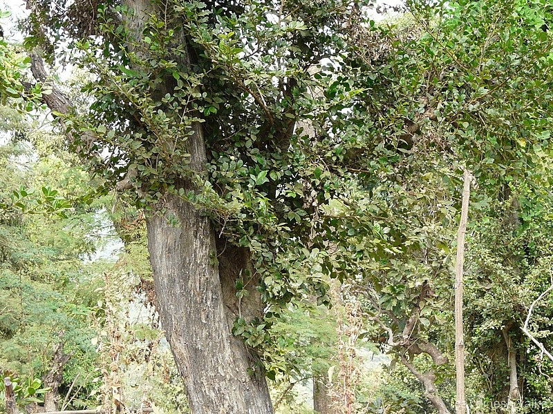 br/> Xua đuổi tà ma: Dân gian tương truyền rằng, cây duối còn có khả năng xua đuổi tà ma, bất hạnh, mang đến sự bình an và thư thái cho gia đình. Bất kỳ gia đình hoặc cá nhân nào cũng có thể trồng cây duối mà không phân biệt về mệnh hay tuổi. Ảnh minh họa wiki