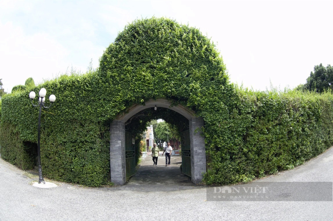  Rễ cây duối thuộc loại rễ cọc, lớn và mọc sâu vào đất, giúp cây tồn tại tốt trong nhiều điều kiện khắc nghiệt. Thân và cành của cây duối mang đặc điểm sần sùi, khúc khuỷu và chằng chịt, thường được người chơi cây cảnh tạo dáng bonsai tuyệt đẹp, tăng giá trị cảnh quan. Ảnh Mai Chiến