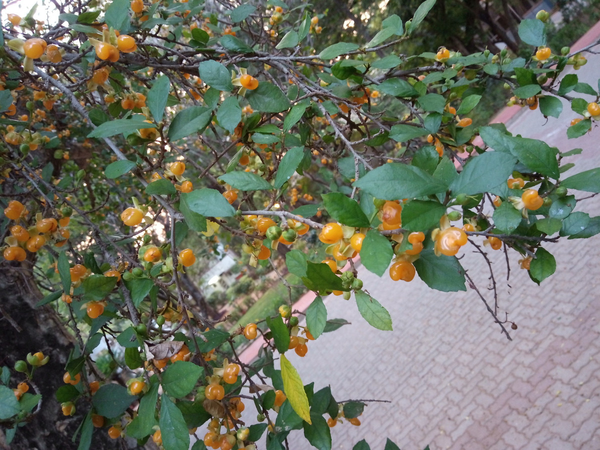  Quả có màu vàng ngọt, vỏ mềm với dạng hình trứng, tròn trịa, thường chỉ nhỏ khoảng 8 - 10mm. Quả chín có thể ăn được, vị ngọt nhẹ và nhiều thịt, là niềm vui của lũ trẻ con ở nông thôn.Ảnh minh họa indiabiodiversity 