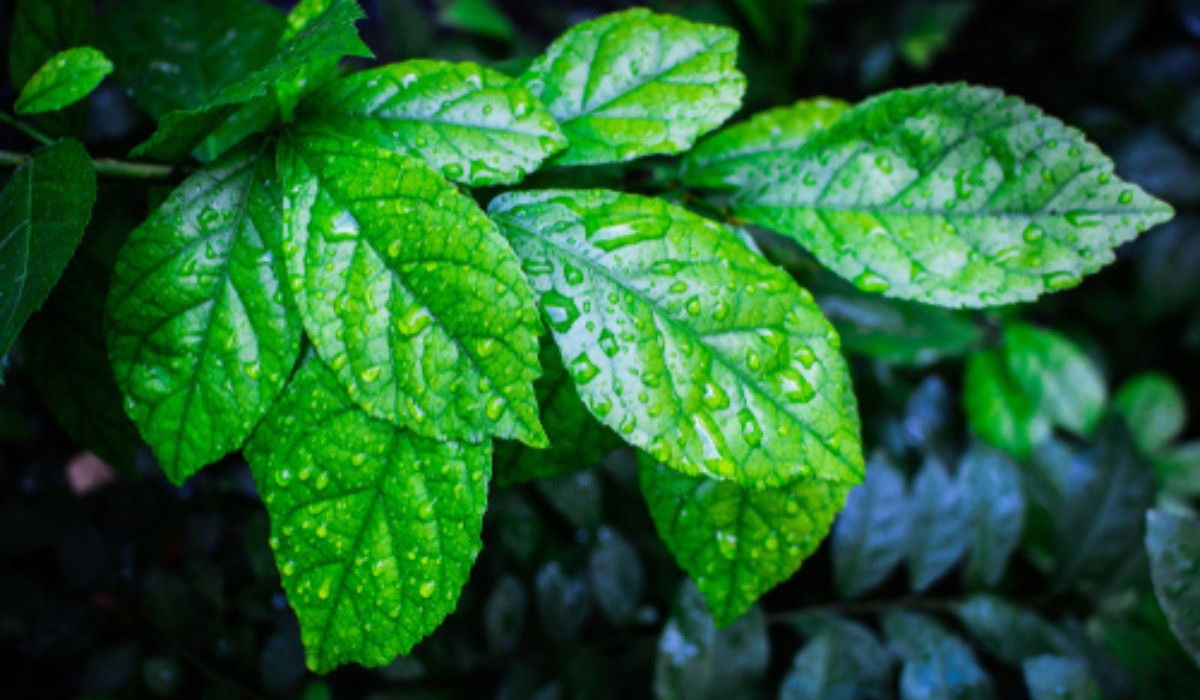  Cây duối còn có tên gọi như cây hoàng anh, cây duối nhám. Tên tiếng Anh của nó là Siamese rough bush, khoi, serut, toothbrush tree, tên khoa học là Streblus asper, thuộc gia đình Dâu tằm (Moraceae).Ảnh minh họa housing